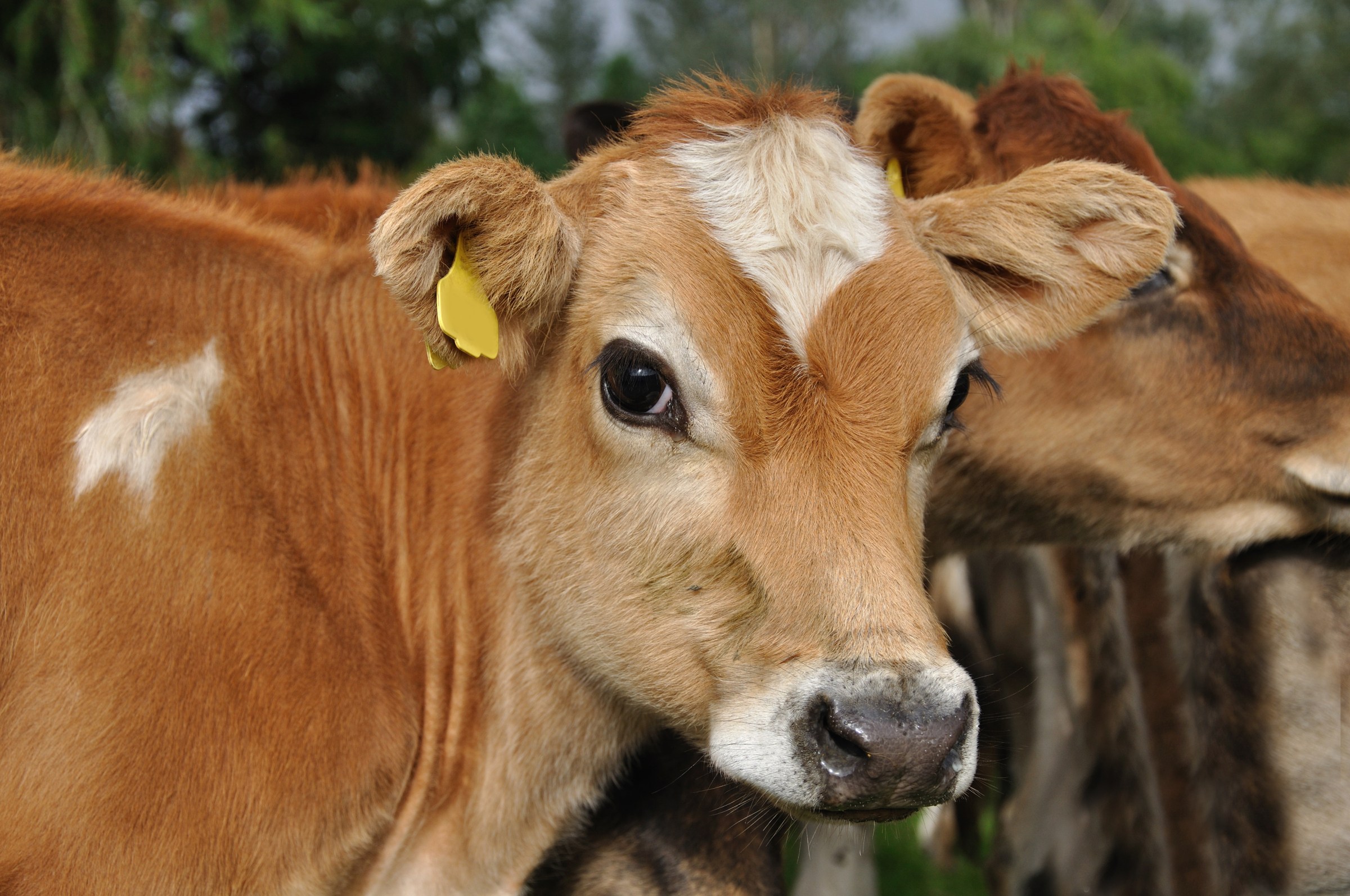 A2 Milk – What is this all about