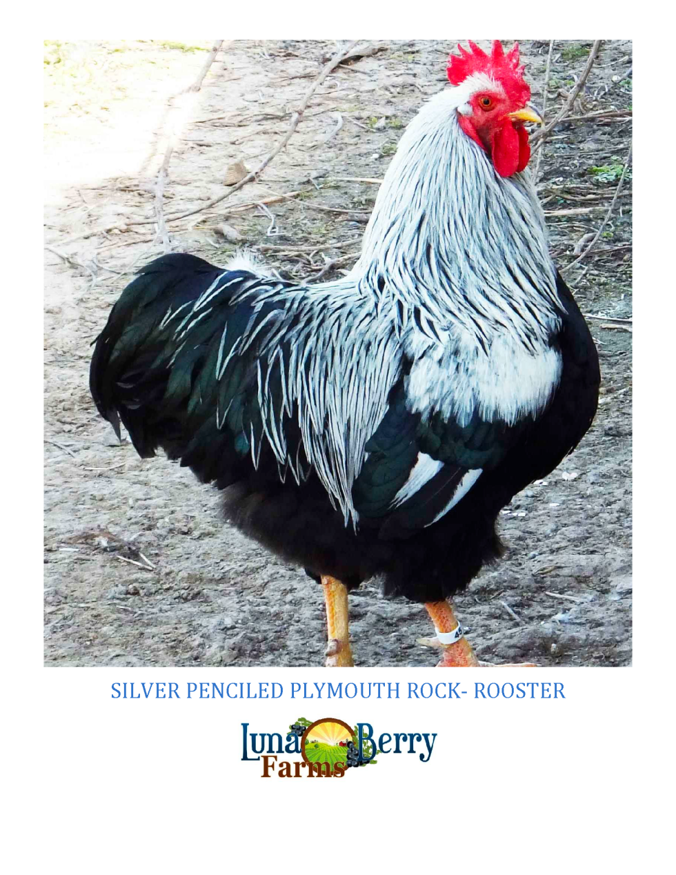 Silver Penciled Plymouth Rock