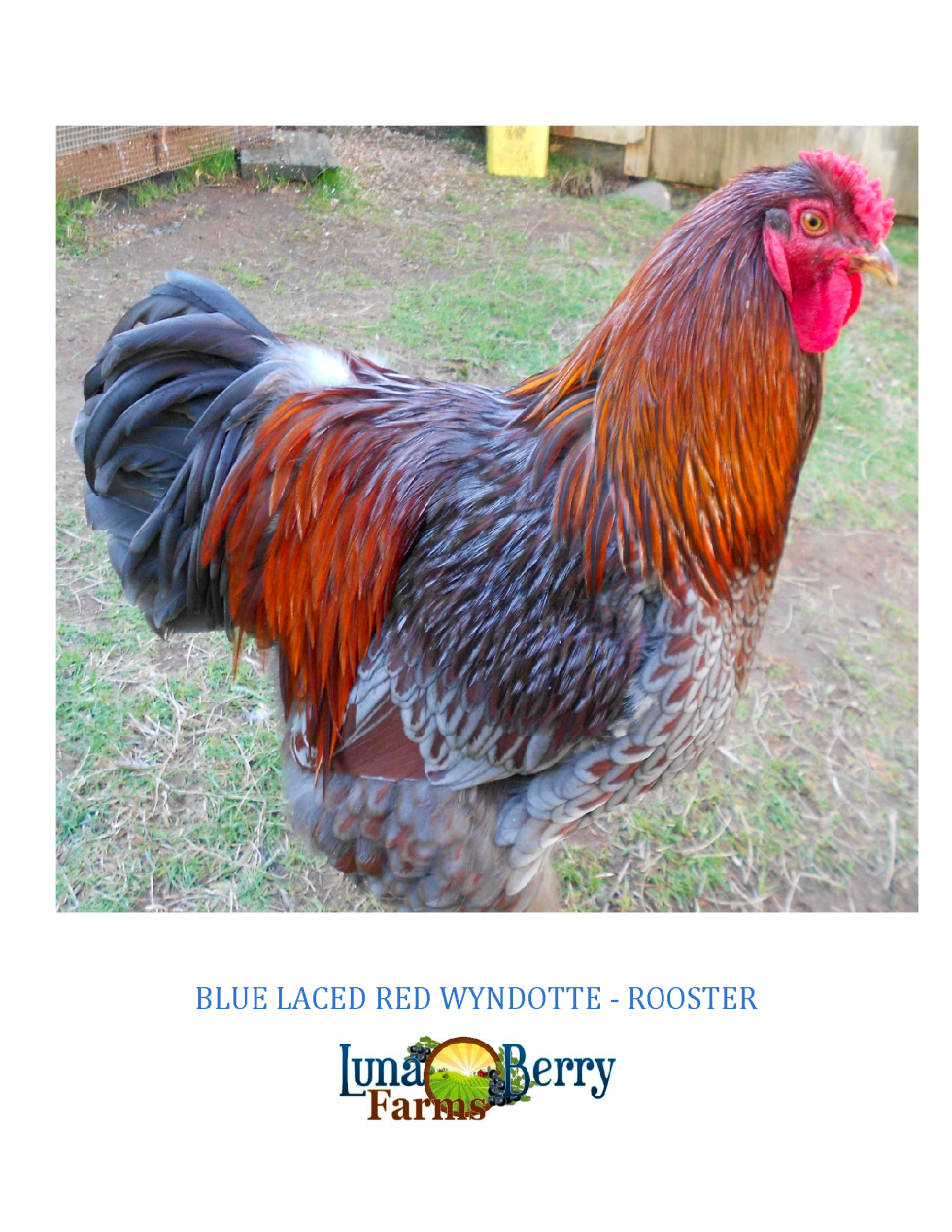 Blue Laced Red Wyandotte